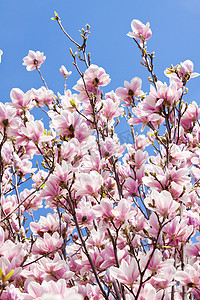 春天户外的粉红色玉兰树花