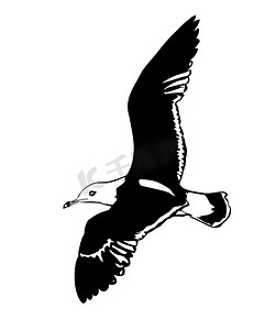 白色背景上飞行的海鸥的矢量剪影