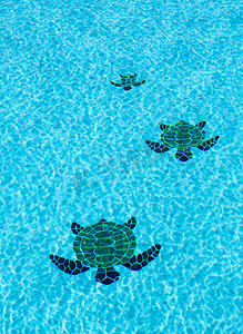 游泳池底部的三只平铺的乌龟
