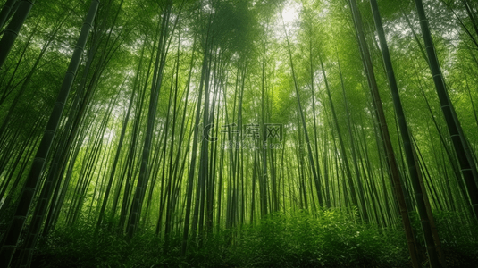 夏季背景图片_绿色夏季茂盛的竹林3