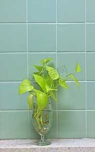 浴室玻璃摄影照片_浴室玻璃上的金色绿萝