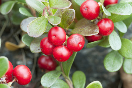 熊果 (Arctostaphulos uvaursi)