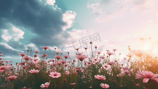 多云天空下的粉色和白色花朵