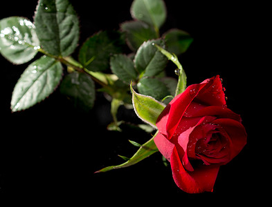 露珠桃花摄影照片_孤立在黑色的红玫瑰