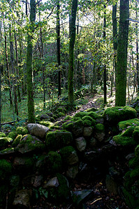 绿色山毛榉森林中的石支石墓