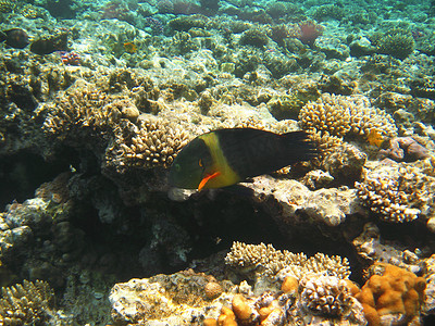 红海的热带异国鱼类。