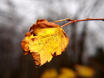 秋天树上的最后一片叶子，特写，散景精美