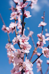 春天边框背景与开花，特写。