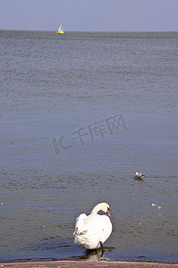 游动摄影照片_天鹅坐在水面之上，海鸥在附近游动。
