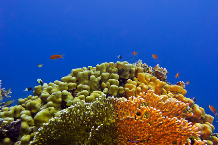 埃及红海摄影照片_埃及红海底部有美丽黄色硬珊瑚的珊瑚礁
