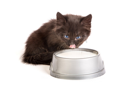 黑色小猫喝牛奶，白色背景