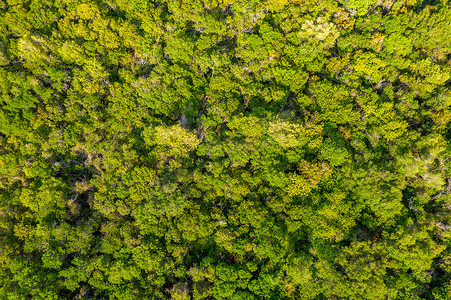 空中俯视森林树、雨林生态系统和健康环境概念和背景、从上面看绿树森林的纹理。