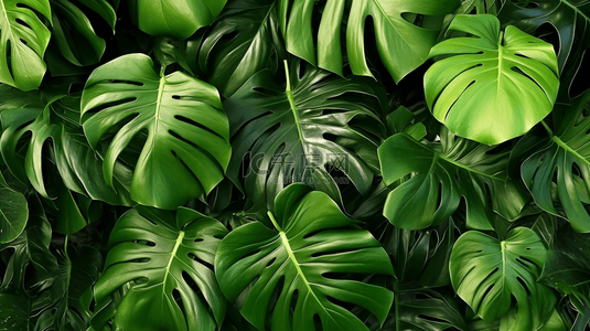 热带叶子近距离绿色