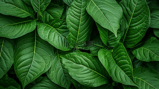 草药背景背景图片_在黑色背景上的农作物叶片