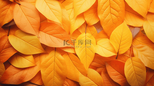 秋天落叶唯美秋季黄色树叶背景15