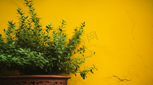 黄墙旁的绿色植物