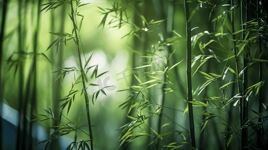 竹林小屋香炉摄影照片_绿色竹林竹叶特写1