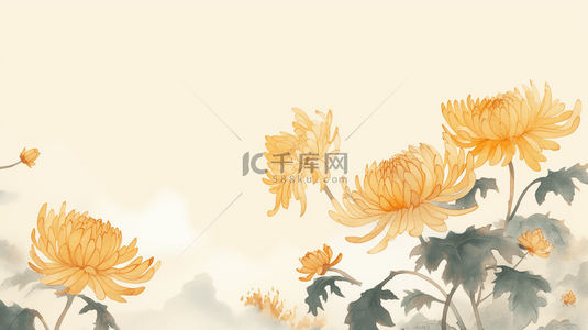唯美金黄色菊花重阳节背景22