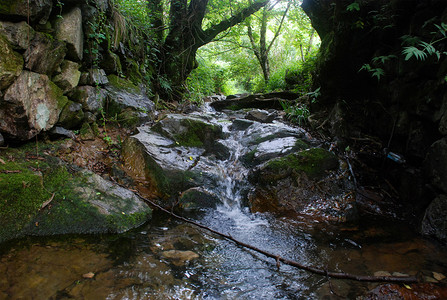 自然绿叶夏天石头小溪