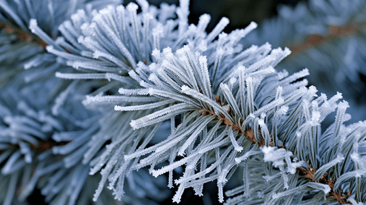 冬日树挂雪景摄影