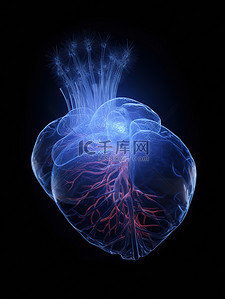 半透明材料人体心脏医学背景15