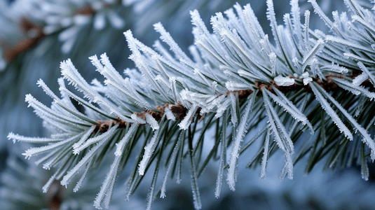 冬日树挂雪景摄影