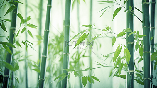 绿色竹林中国风意境背景