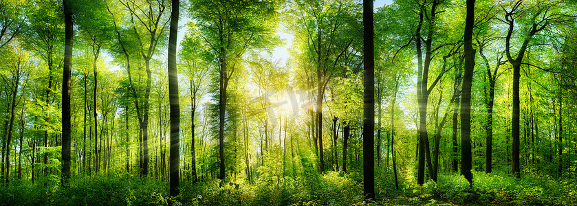 森林与日光照射的全景
