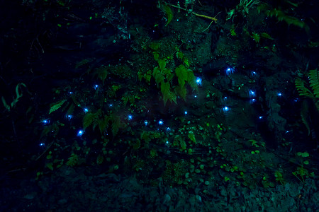 萤火虫摄影照片_惊人的怀托摩萤火虫在洞穴，位于新西兰