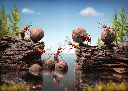 蚂蚁摄影照片_蚂蚁团队建设大坝，团队合作
