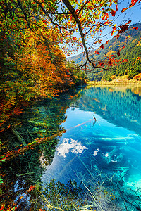 湛蓝摄影照片_梦幻般的秋景。在树正山谷, 九寨沟自然保护区, 缤纷的秋天森林里, 湛蓝晶莹的湖水, 令人惊叹。水中可见树状树干.