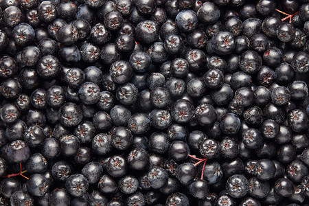 新鲜采摘的国产黑楸浆果。黑楸, 俗称 chokeberry。chokeberries 全帧拍摄. 