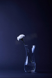 一朵白色康乃馨花在反射花瓶与水在黑暗中