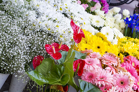 beautiful flowers close up view, summer concept