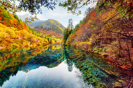 在九寨沟的秋季森林中, 五朵湖 (五彩湖泊) 的美景令人惊叹。秋天森林倒映在晶莹清澈的水中。底部的水下树干.