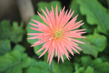 花园里美丽的芙蓉花