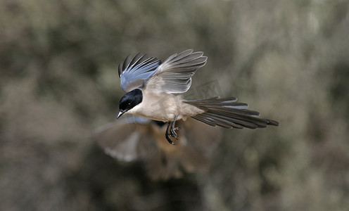 喜鹊，喜鹊号 cyanopica