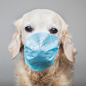 close摄影照片_close up shot of golden retriever dog wearing mask