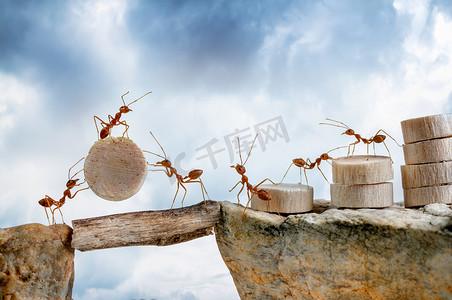 蚂蚁摄影照片_蚂蚁搬运木材过境悬崖，团队合作的概念