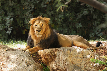在 safari 中的狮子.