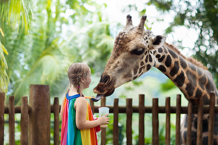新加坡猫摄影照片_家庭喂养长颈鹿在动物园。在新加坡暑假期间, 儿童在热带野生动物园饲养长颈鹿。孩子们看动物。给野生动物送水果的小女孩.