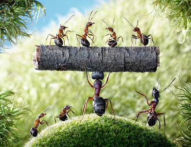 强大的蚂蚁弓背 herculeanus 和蚂蚁蚁