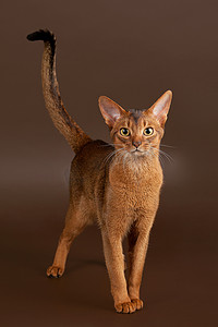黑色棕色背景上红润的阿比西尼亚猫