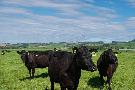 牛摄影照片_新西兰农业工业封闭式绿色农场的黑牛