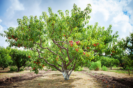 桃树摄影照片_在花园里生长着果实的桃树。桃果园.