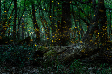 萤火虫之墓摄影照片_萤火虫 / 晚在森林里的萤火虫