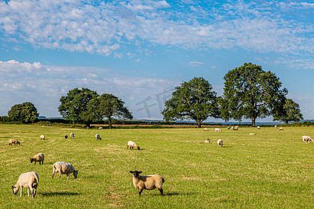 在一个阳光明媚的夏日，萨塞克斯郡南岛的田野里放羊