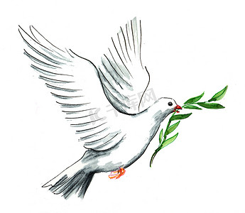 水墨年会摄影照片_有橄榄枝的白鸽。水墨和水彩插图