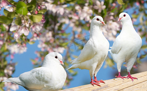 鸽子拟人摄影照片_三个白色鸽子上开花背景 