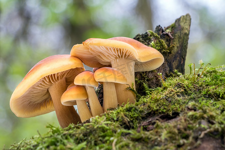 被称为Enokitake, Golden needle or winter mushrooms - Flammulina velutipes的群食蘑菇射杀。模糊的背景.